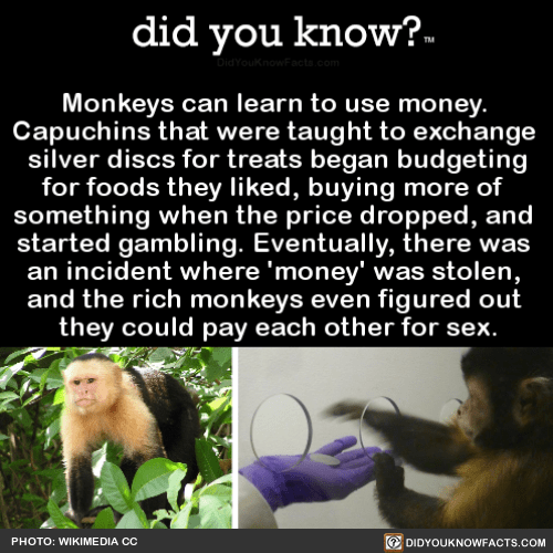 monkeyscanlearntousemoneycapuchinsthat did you know?