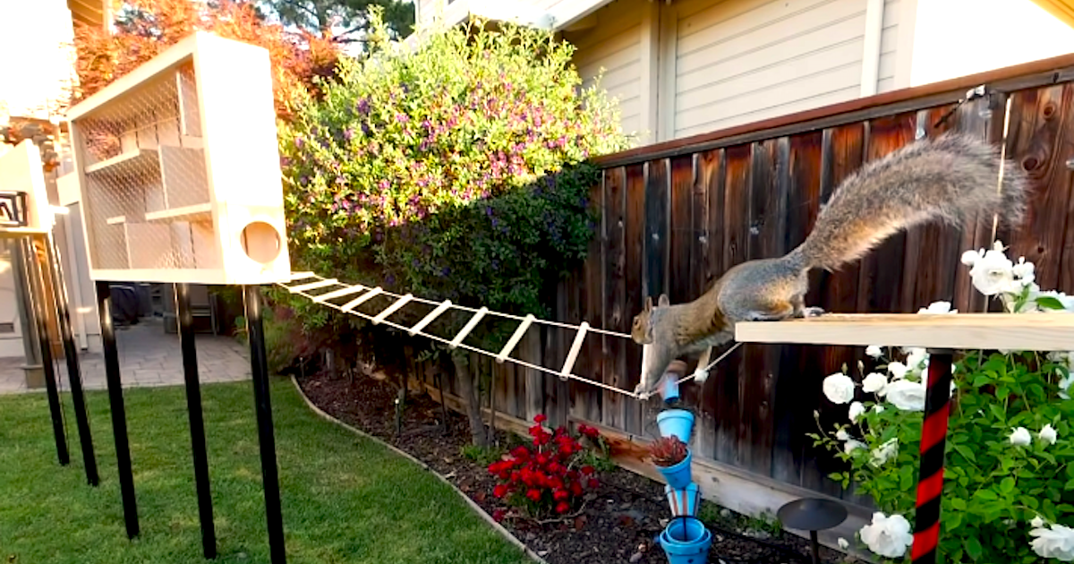 squirrel obstacle course