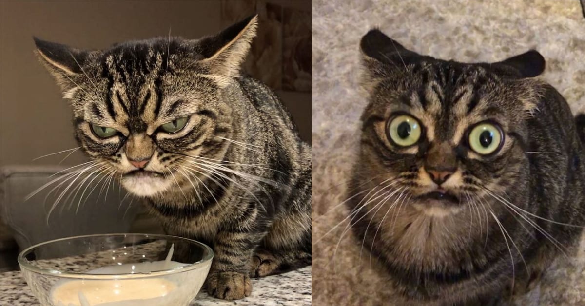 The New Grumpy Cat? Kitzia's Adorable Face Makes It Look Like She's ...