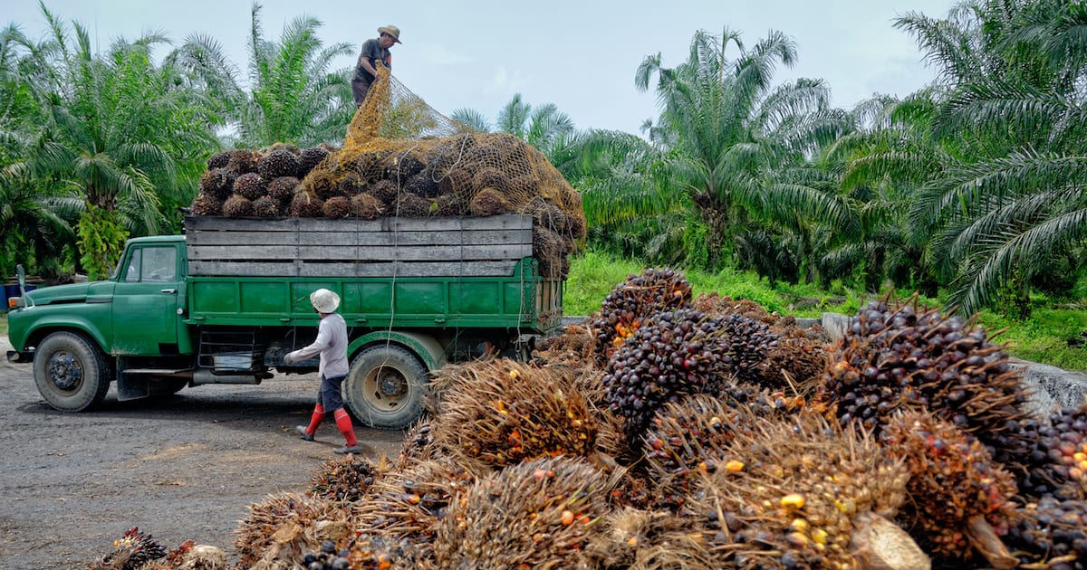 How Palm Oil Damages the Environment and Why You Should Care