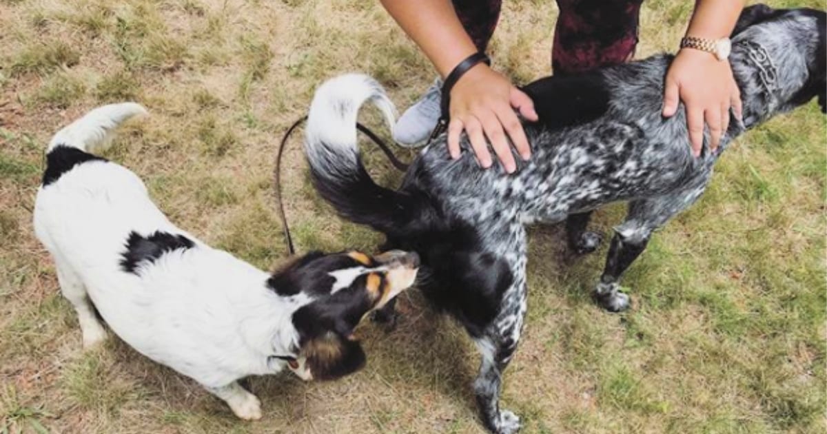 Here's Why Dogs Sniff Each Other's Butts