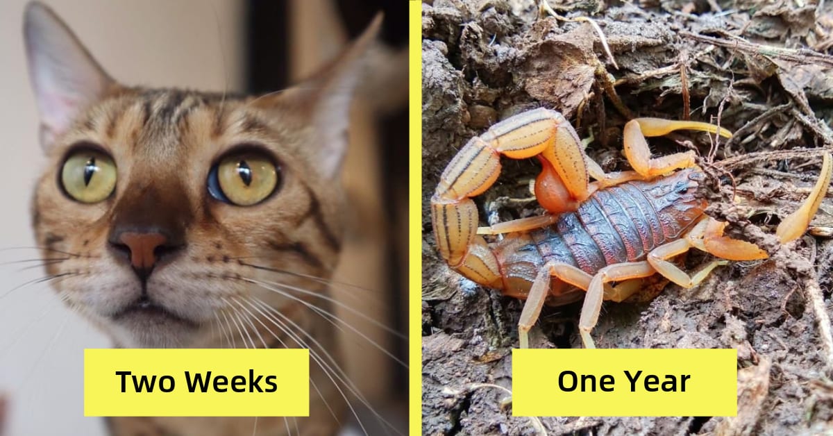 10 Animals That Can Survive a Really Long Time Without Food