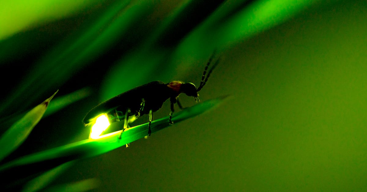 5 Ways You Can Help Save the Fireflies