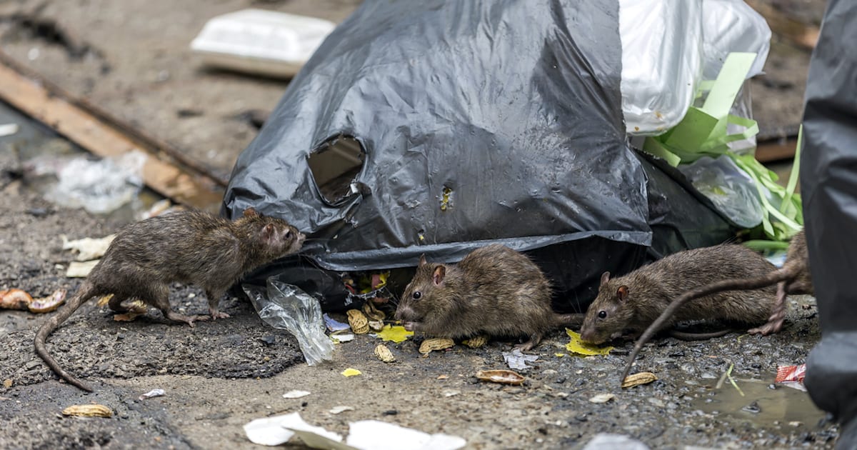 Rats Are Actually Aggressive With New York City Diners