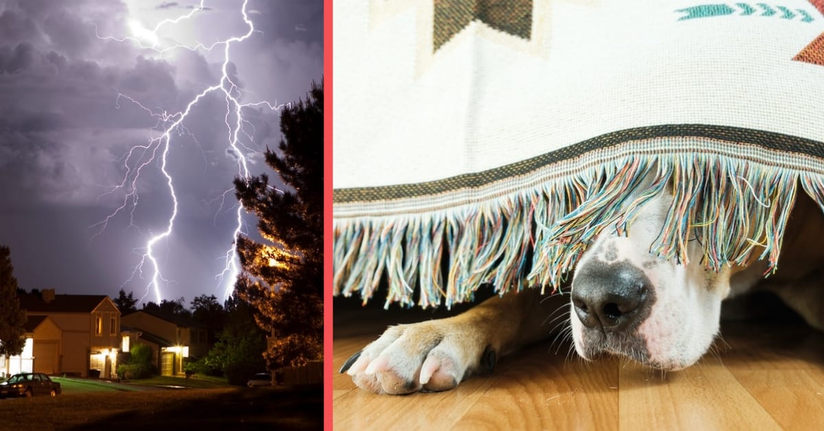 Why Dogs Are Scared of Thunderstorms and How You Can Help