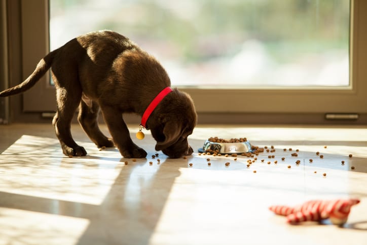 Here's Why Dogs Bring Their Food to a Secondary Location