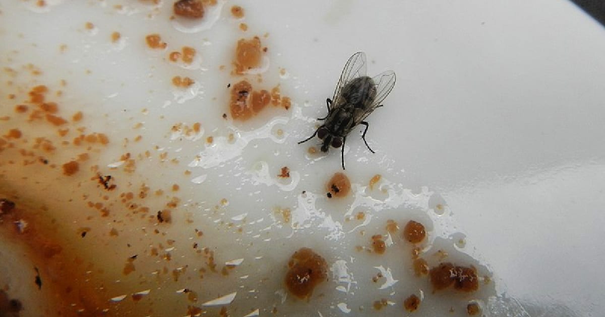 Here's What Happens When a Fly Lands on Your Food