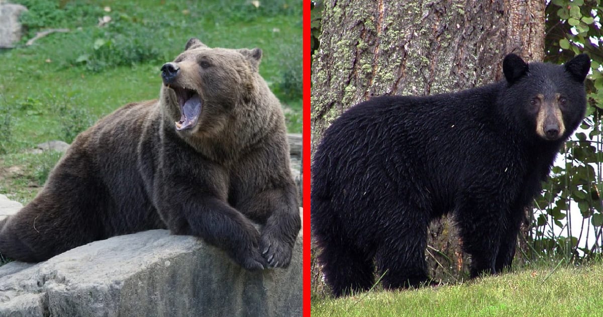 how-you-can-tell-the-difference-between-a-brown-and-black-bear