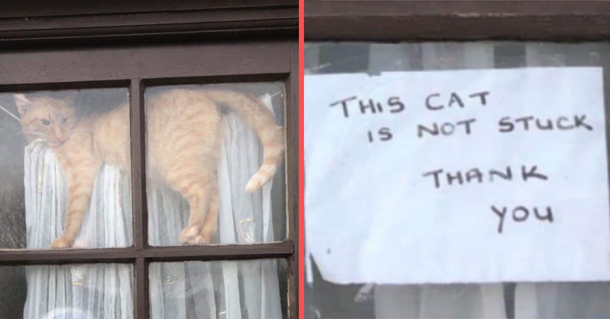 14 of the Most Mischievous Cats on the