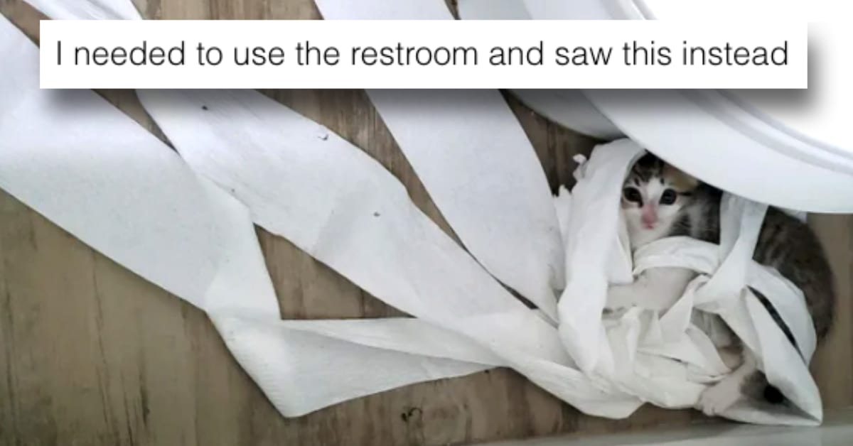 These 15 Cats Are Absolute Jerks, but That's Exactly Why We Love Them