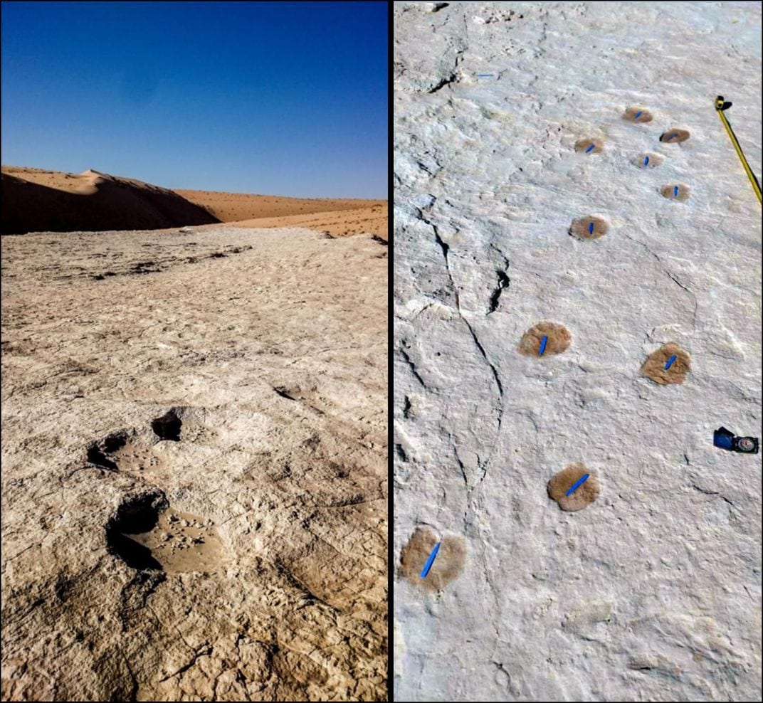 Elephant and camel tracks found at the Alathar site.<br /> Image Credit: Stewart, et al (2020)