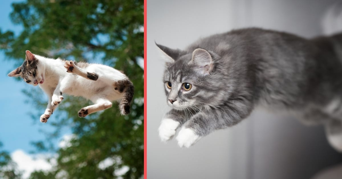 Cats Can Jump up to Five Times Their Own Height and 10 More Delightful ...