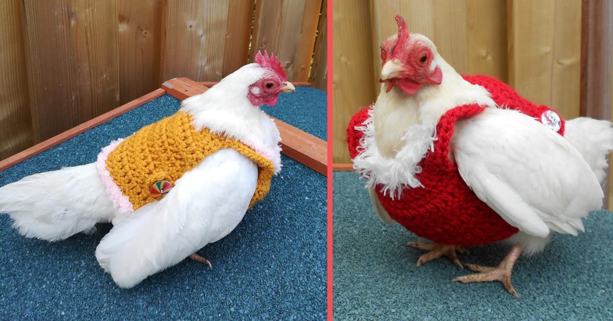 These Adorable Sweaters Will Keep Your Pet Chicken Cozy All Winter Long