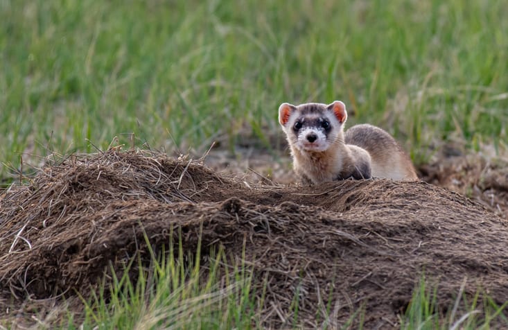 iStock 1183287621 An Endangered Ferret Was Cloned and Brought Back to Life After 33 Years