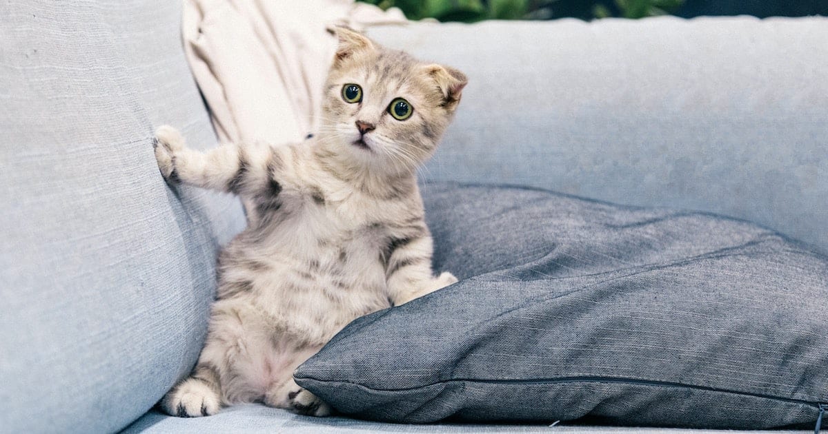 Here's How to Make Your Cat More Comfortable in Your Presence