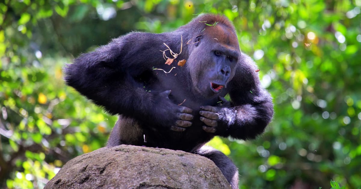 Discover the Real Reason Why Gorillas Beat on Their Chests