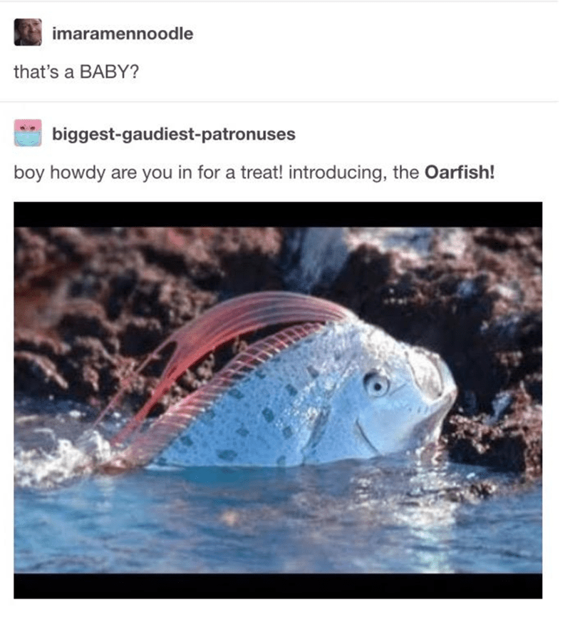imaramennoodle: that's a BABY? biggest-gaudiest-patronuses: boy howdy are you in for a treat! introducing, the Oarfish!