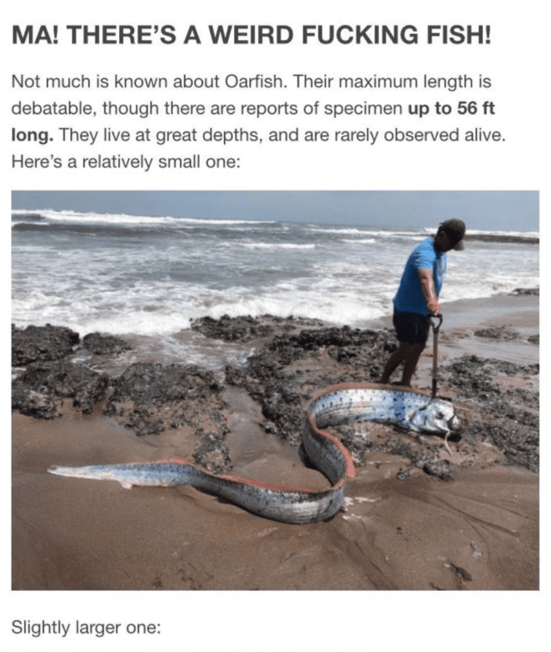 Not much is known about Oarfish. Their maximum length is debatable, though there are reports of specimen up to 56 ft long. They live at great depths, and are rarely observed alive.