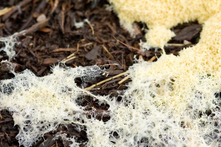 Why You Shouldn't Eat The "Clean" Part Of Your Moldy Bread