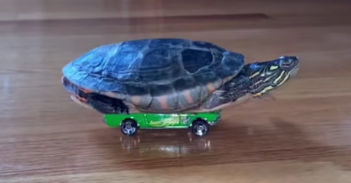 Watch This Adorable Turtle Likes to Ride Around the House on a Hot ...