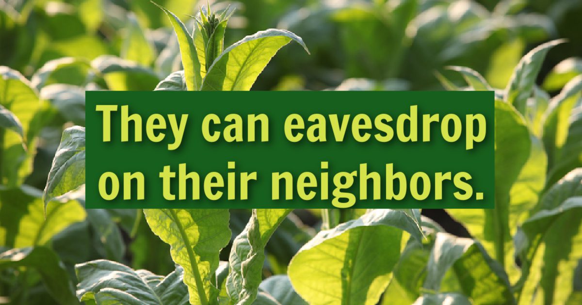 5 Ways Your Plants Are Trying To Talk To You