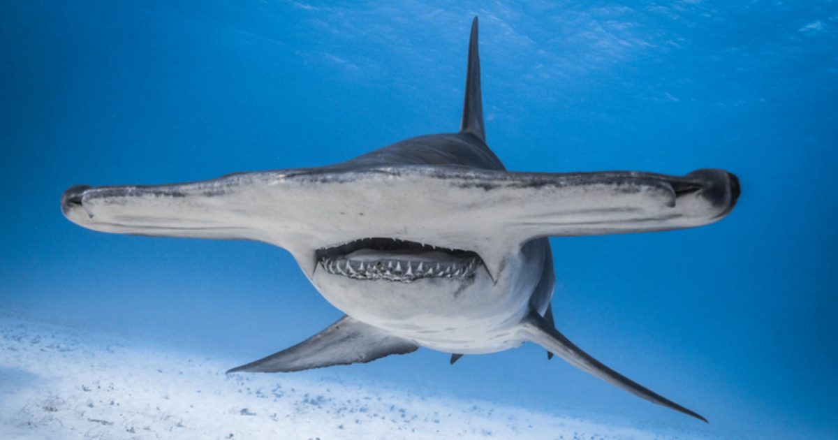 Why Hammerhead Sharks Have Their Distinct Head Shape