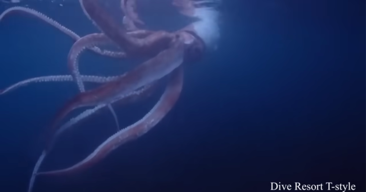 Watch Divers Encounter A Giant Squid Off The Japanese Coast