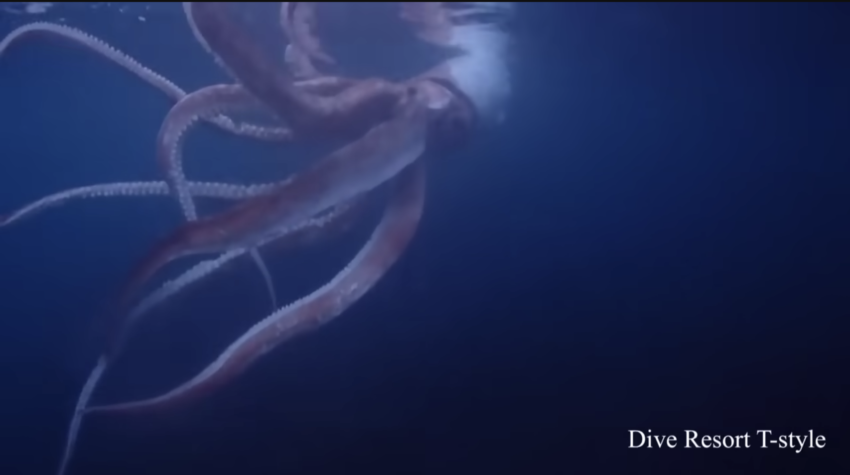 Watch Divers Encounter A Giant Squid Off The Japanese Coast 4356