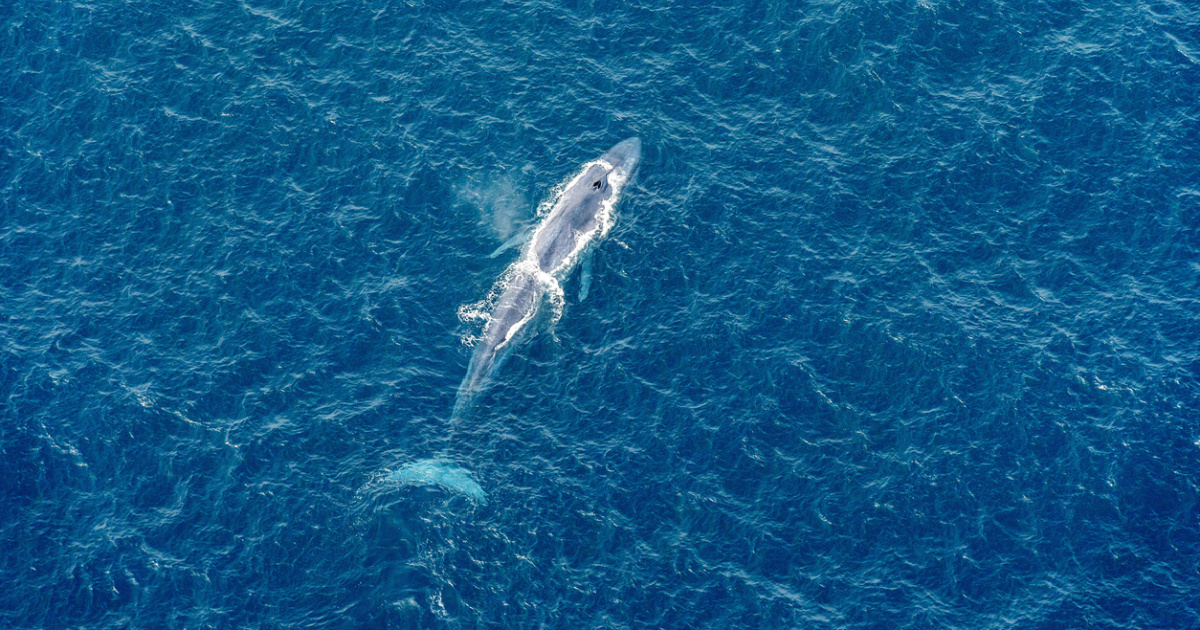 Why Are Blue Whales So Huge And How Do They Grow That Large?